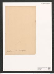 Bacillaria paracoxa var. tumidula Grun. (de-Toni-Nr.: Genus 46, Species 1991) Zeichnungen Sammlung Grunow (NHMW-BOT-W0371660)